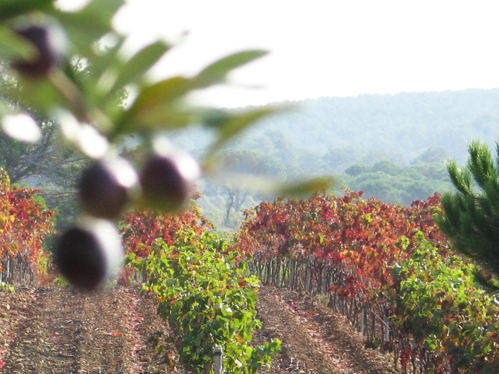 Terroir BIO Domaine des Bugadelles